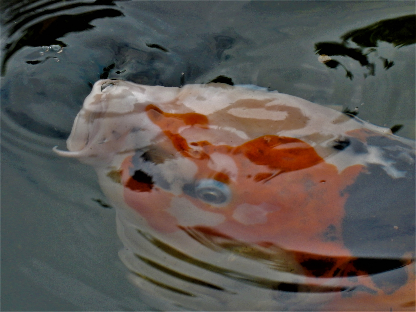 Koi in Gartenteich