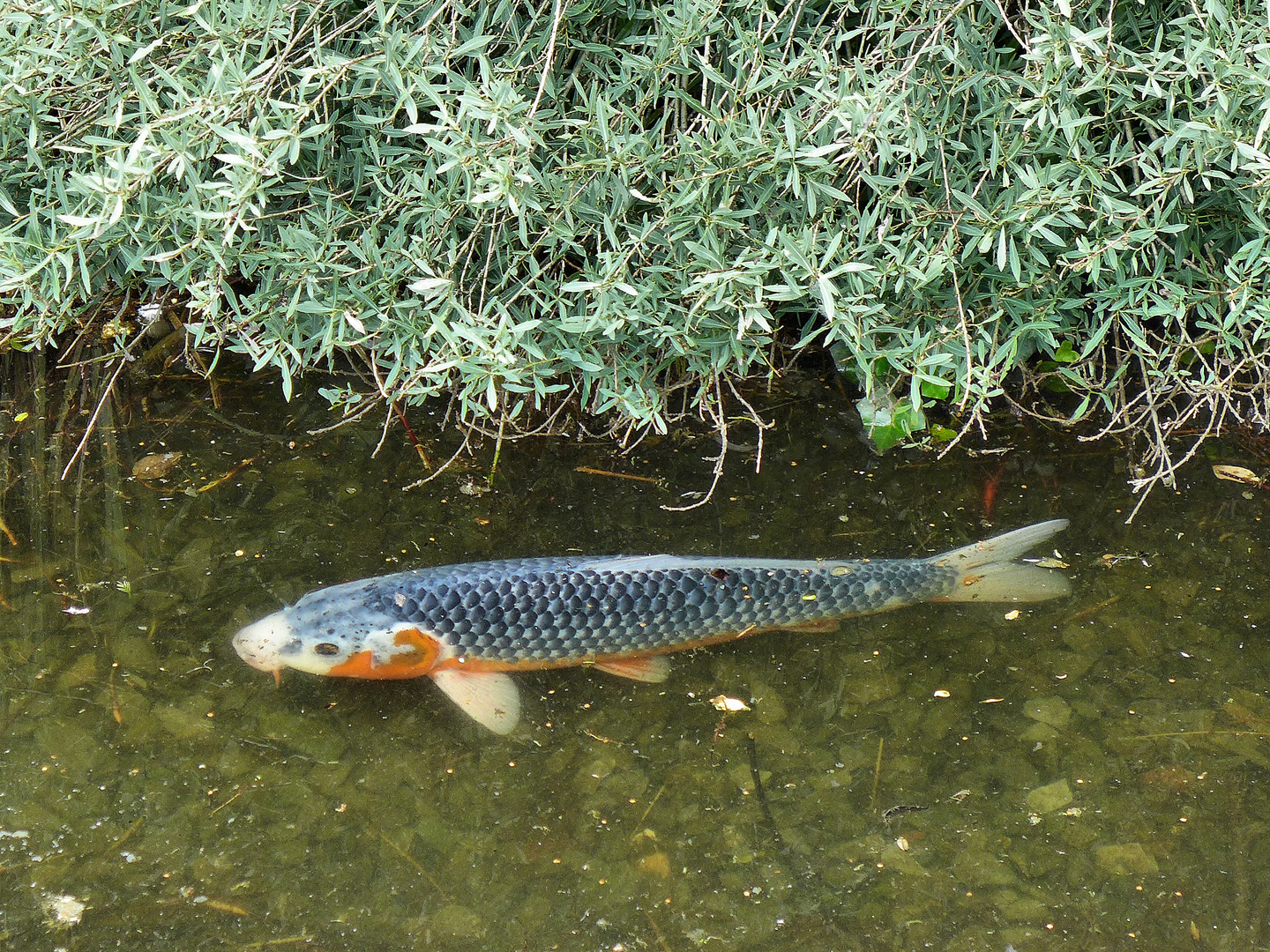 Koi in ruhigem Gewässer