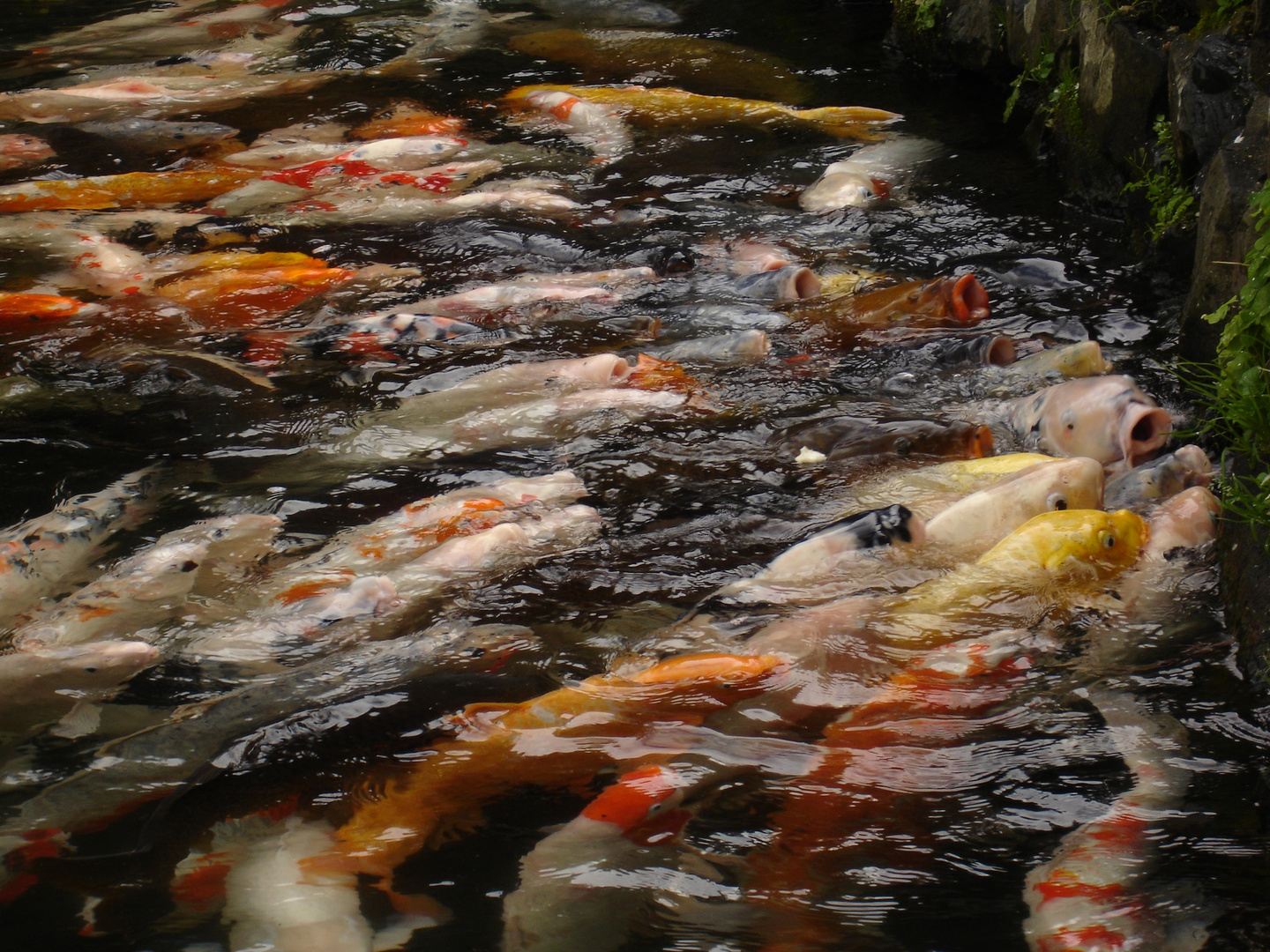 koi, japan