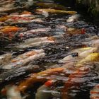 koi, japan