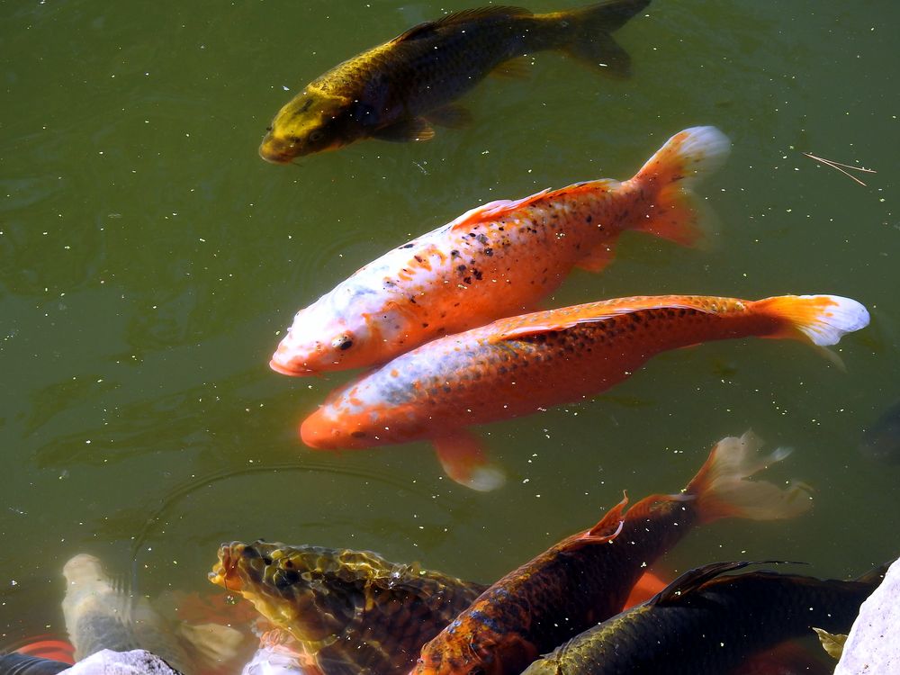 Koi Karpfen Foto & Bild teich, natur, see Bilder auf