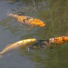 KOI KARPFEN