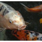 Koi Karpfen