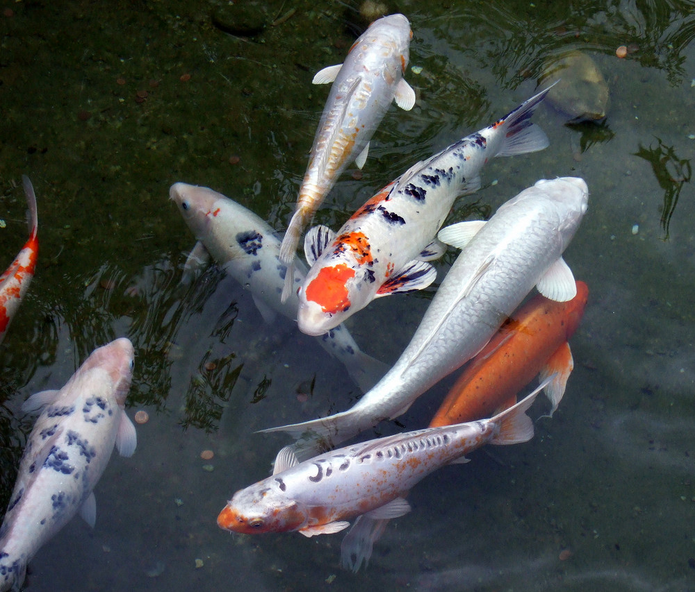 -Koi- Karpfen-