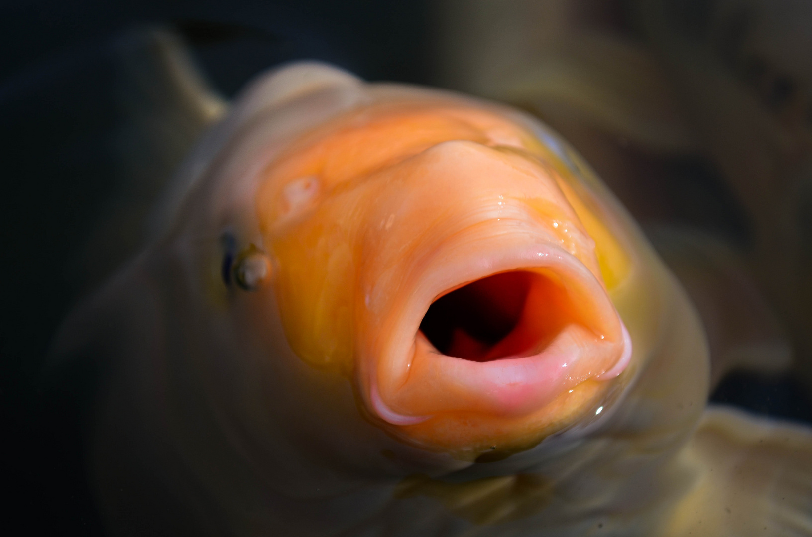 Koi Karpfen Foto Bild Archiv A R C H I V Aktuell Welt Der Farben Bilder Auf Fotocommunity