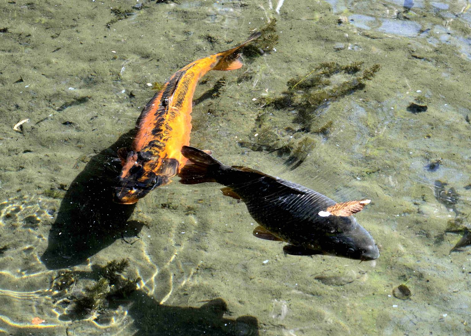 Koi Karpfen im Japanischen Garten Leverkusen