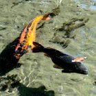 Koi Karpfen im Japanischen Garten Leverkusen