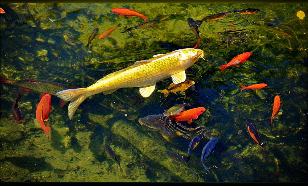 ~ Koi-Königin mit Hofstaat ~