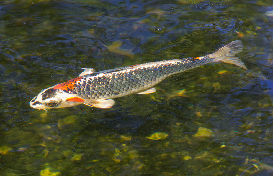 Koi Kujaku Foto Bild tiere haustiere aquaristik Koi Kujaku Foto Bild tiere haustiere aquaristik