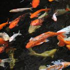 Koi / Loro Park