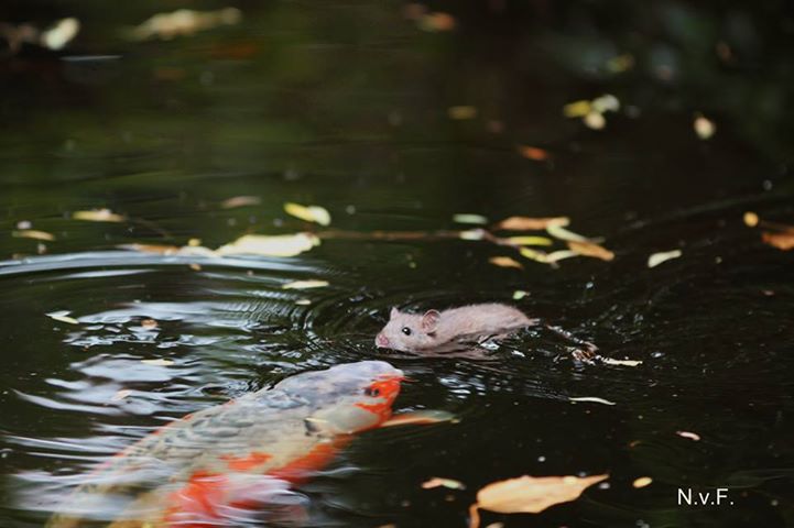 Koi mit Maus