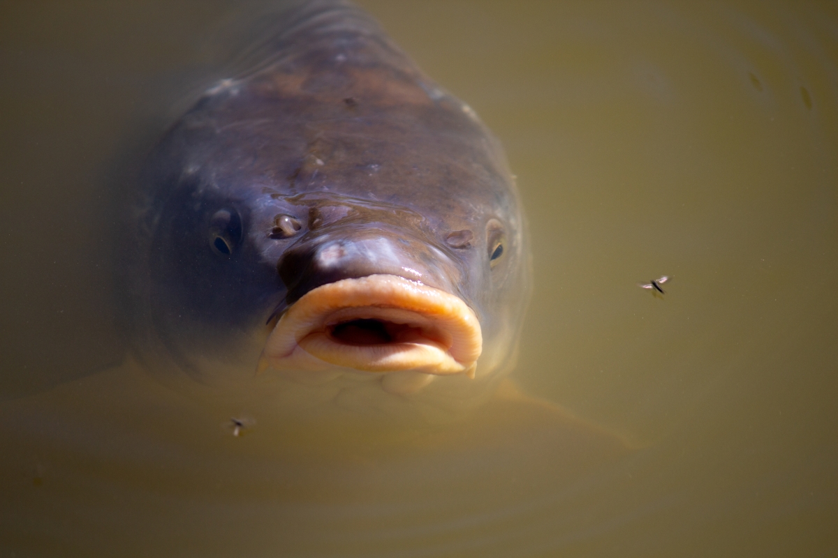 Koi mit Mücke