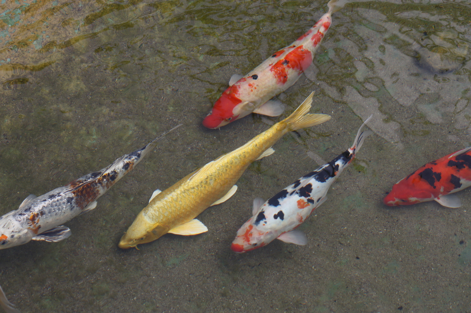 KOI - Parade im japan. Garten