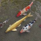 KOI - Parade im japan. Garten