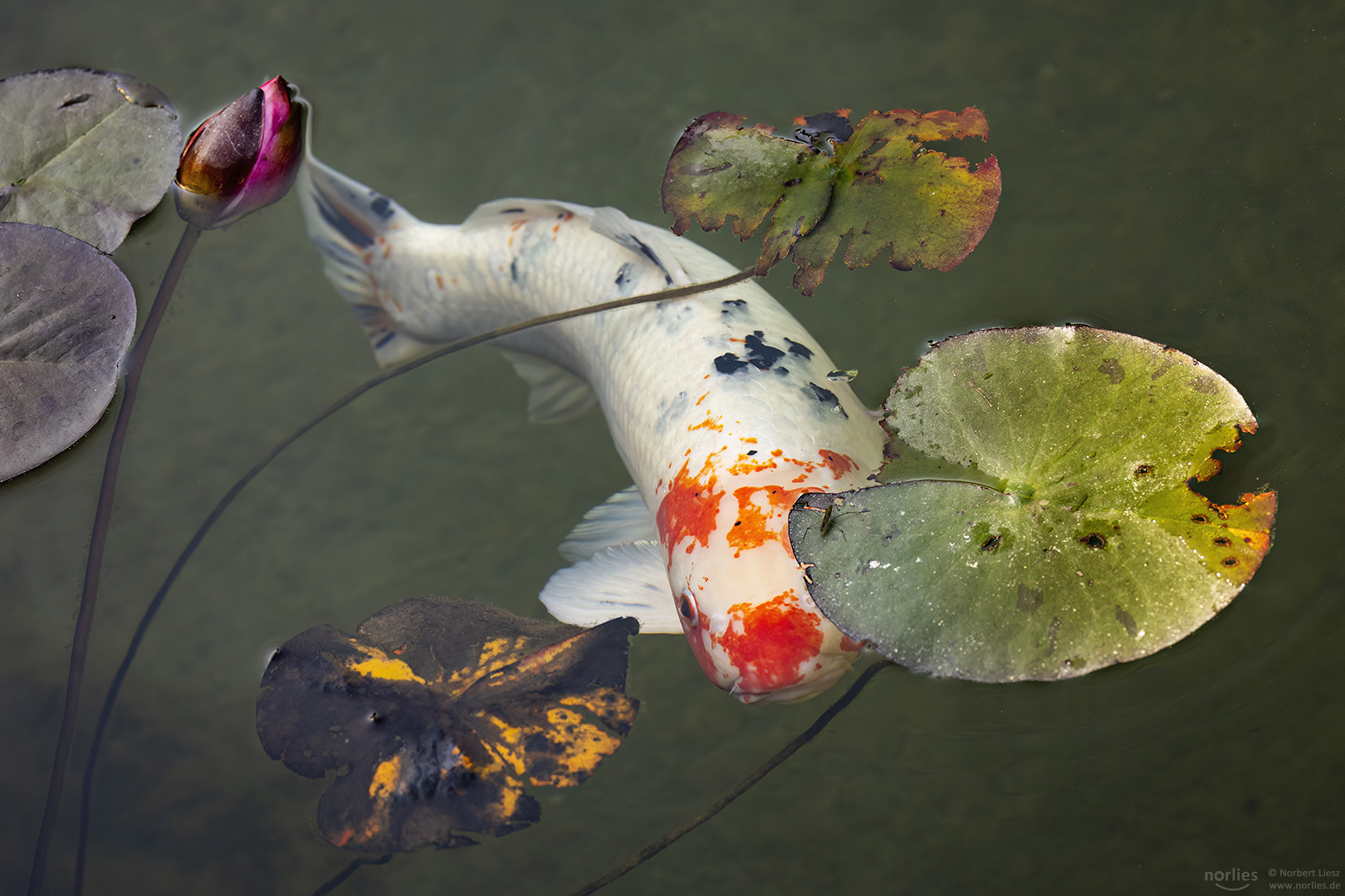 Koi zwischen Seerosenblätter