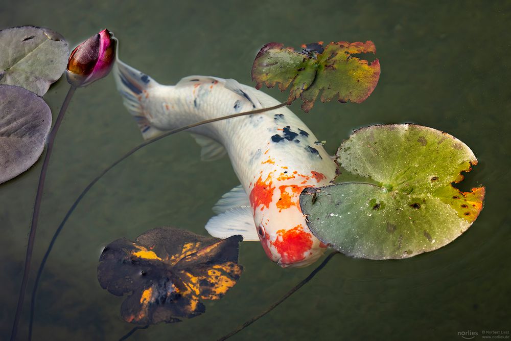 Koi zwischen Seerosenblätter