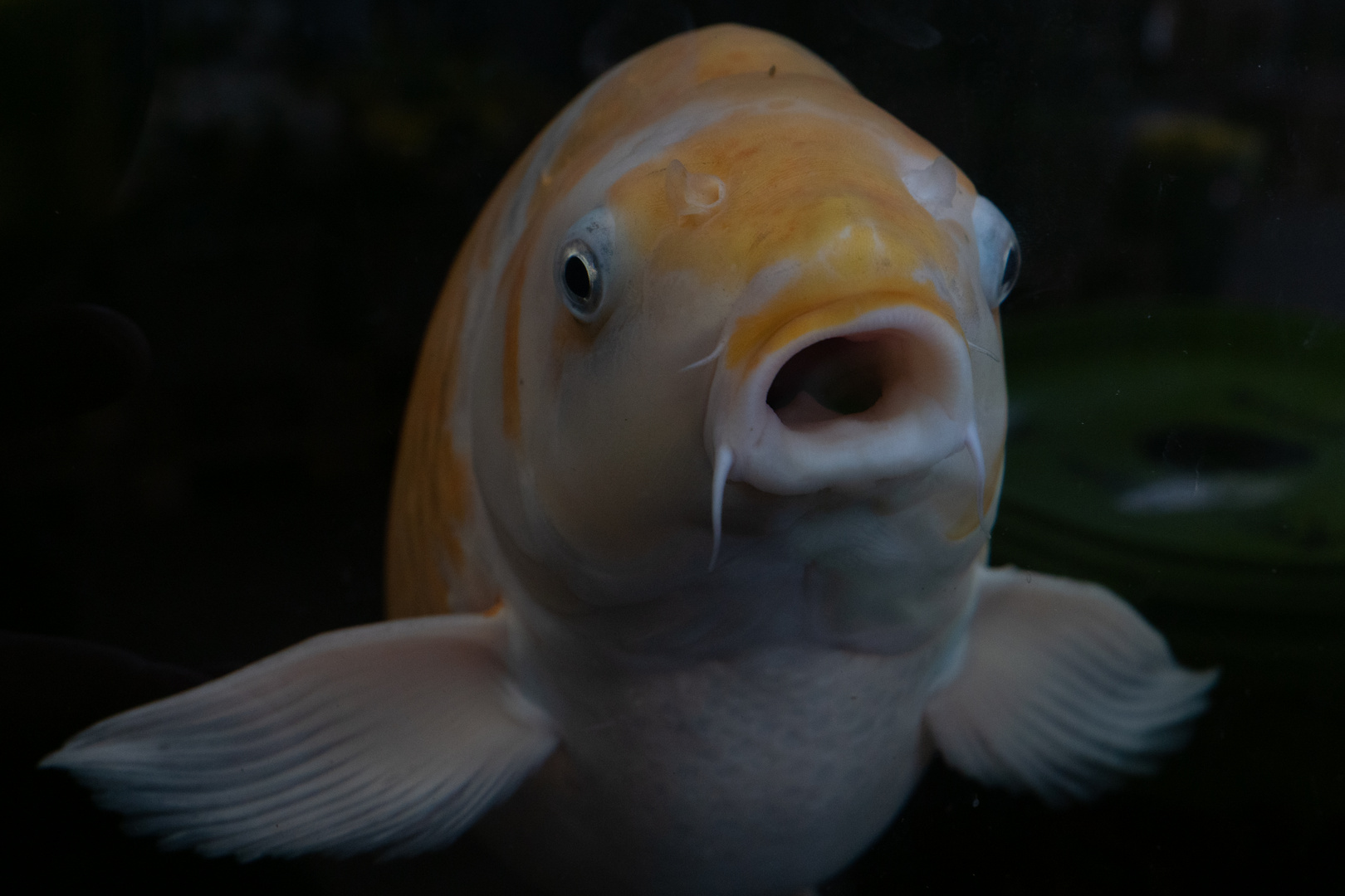 KOI*FISCH - Beim Warten auf dem Männerparkbänkle