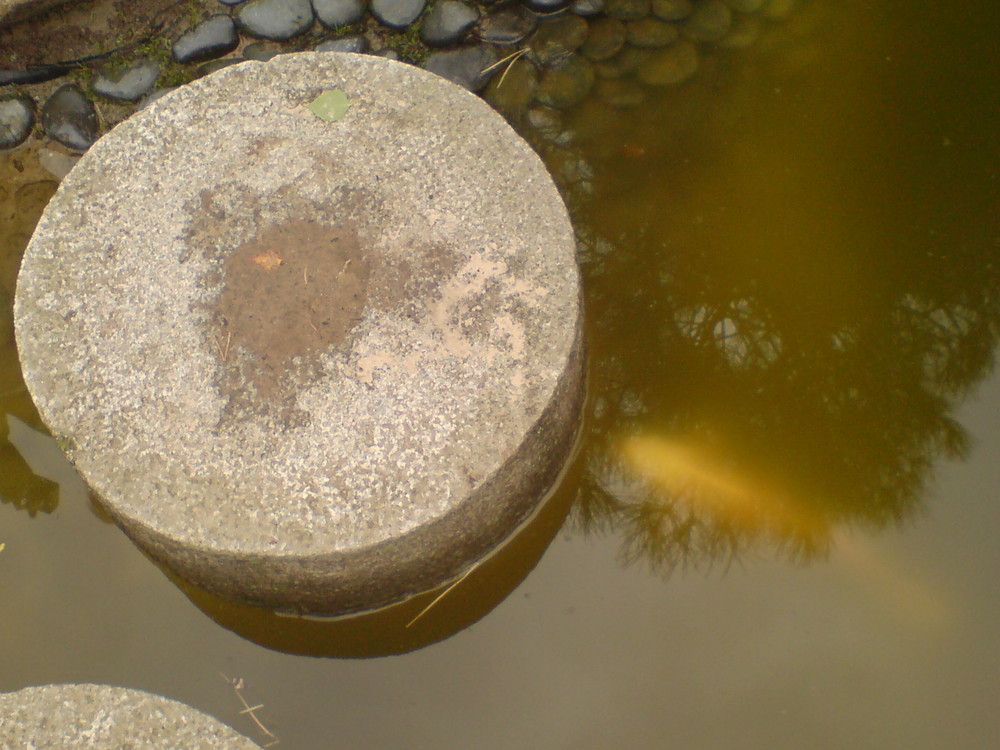 Koimeditation       Koi meditation