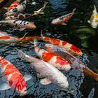 Koi´s