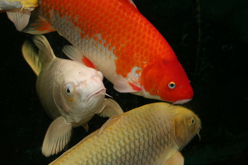 Koi´s im Aquarium