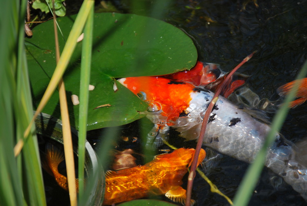 Kois im Gartenteich