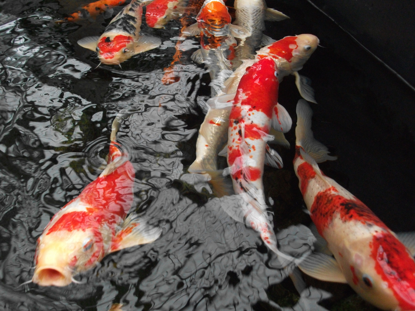 Koi´s im Wasser