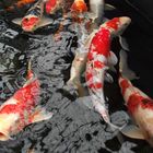 Koi´s im Wasser