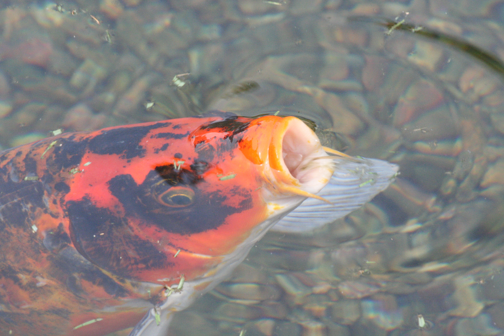 Koi's Japanese Garden San Diego