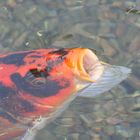 Koi's Japanese Garden San Diego