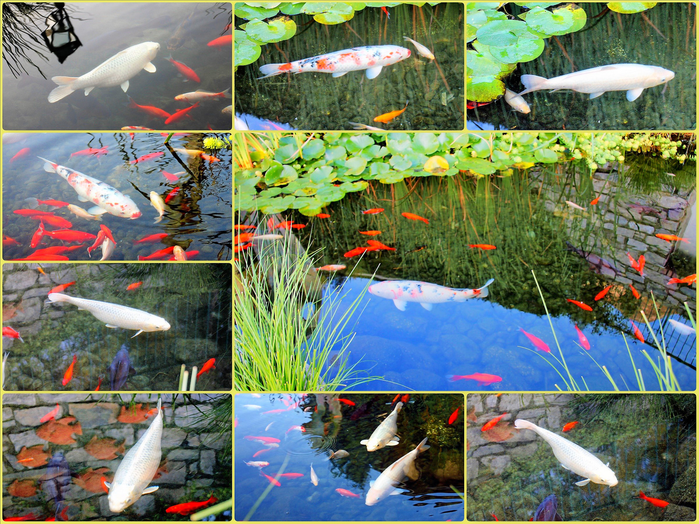 Kois Teich Foto & Bild tiere, wildlife, fische Bilder auf