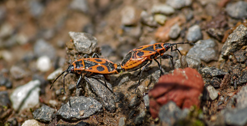 Koitus Pyrrhocoridae