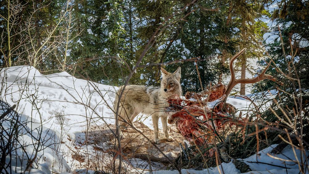 Kojote am Wolfsriss