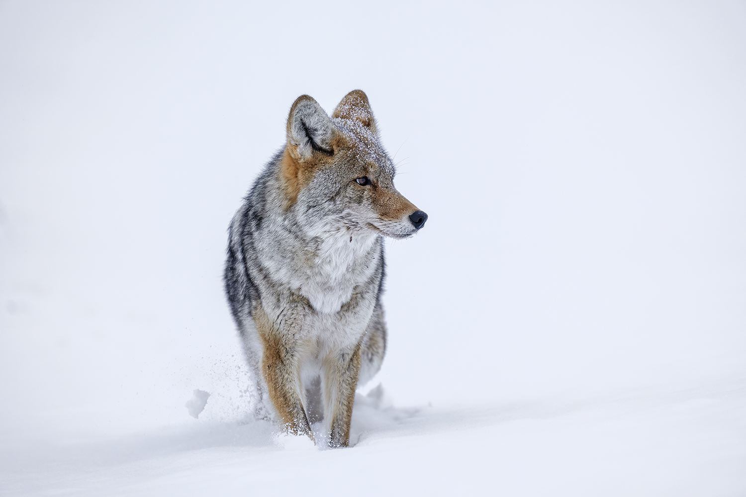Kojote auf Winterwanderung