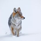 Kojote auf Winterwanderung