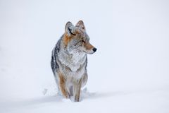 Kojote auf Winterwanderung