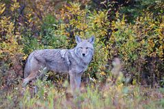 Kojote ( Canis latrans )