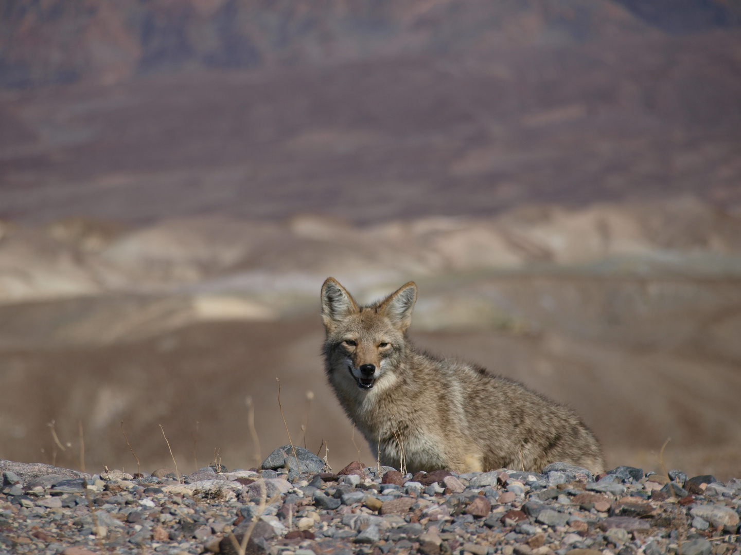 Kojote im Death Valley (Californien)