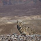 Kojote im Death Valley (Californien)