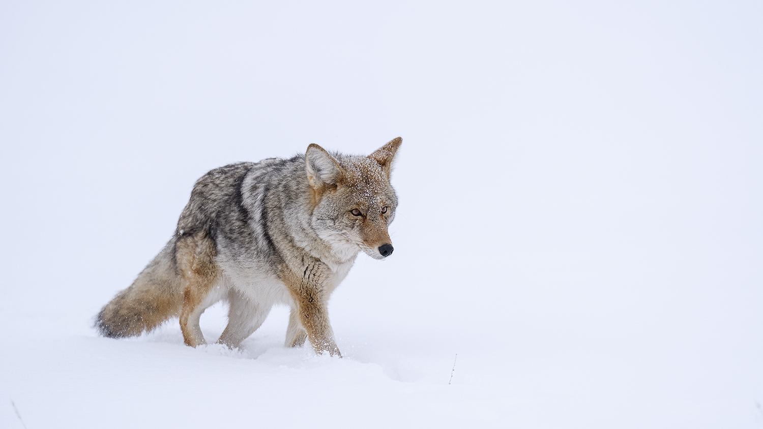 Kojote im Tiefschnee