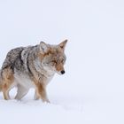 Kojote im Tiefschnee