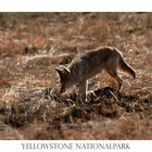 Kojote im Yellowstone Nationalpark, USA