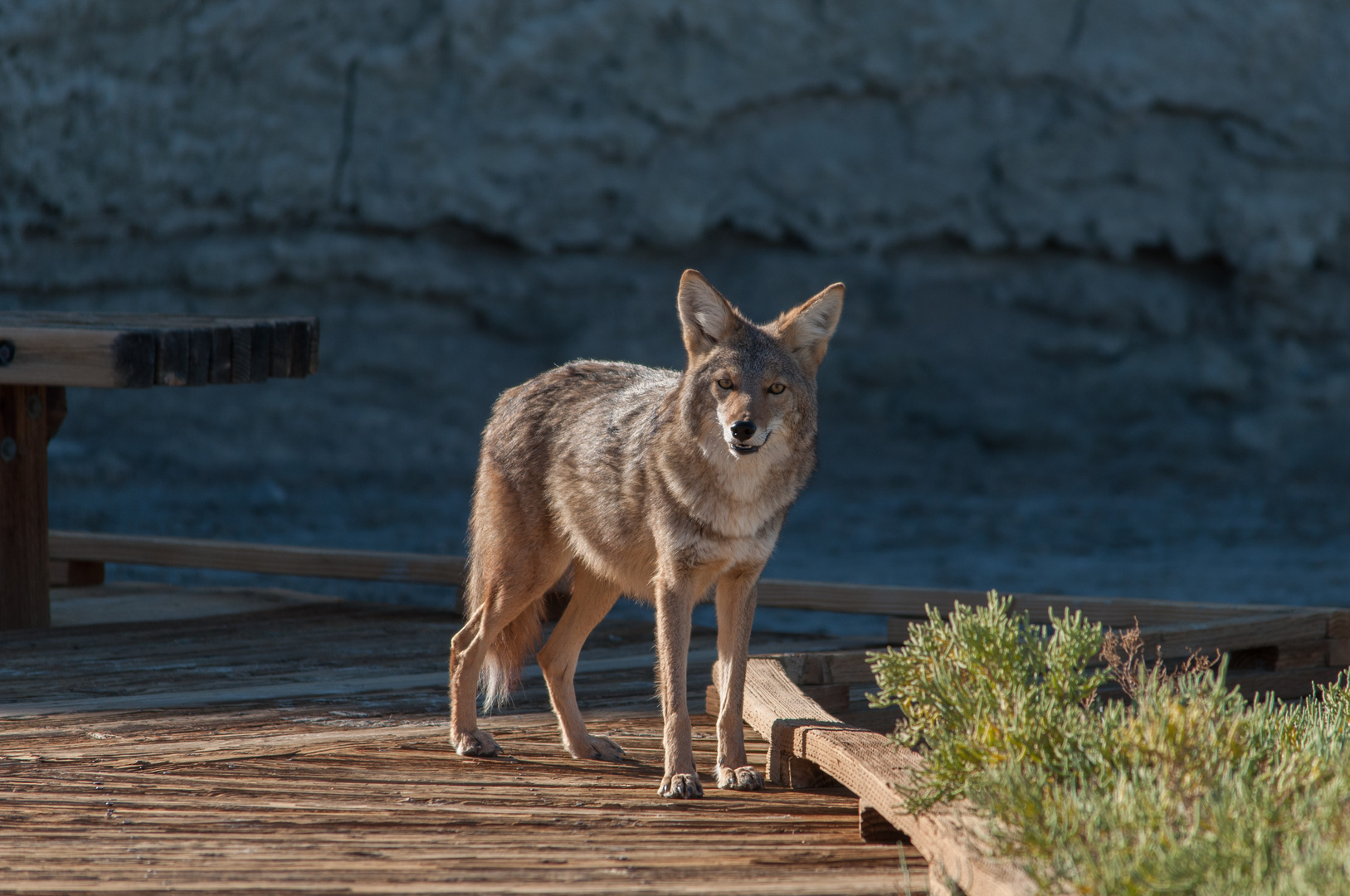 Kojote, Salt Creek - Death Valley