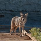 Kojote, Salt Creek - Death Valley