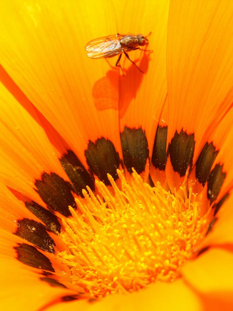 Kokarden Blume mit Fliege