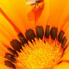 Kokarden Blume mit Fliege
