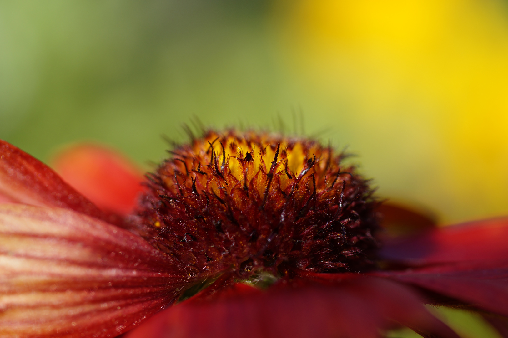 Kokardenblüte