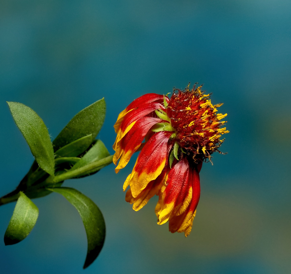 Kokardenblüte im Herbstwind..