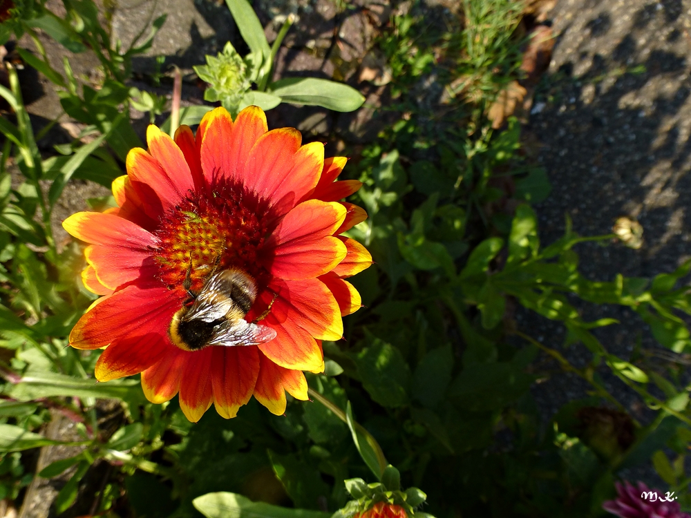 Kokardenblüte mit Besuch