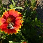 Kokardenblüte mit Besuch