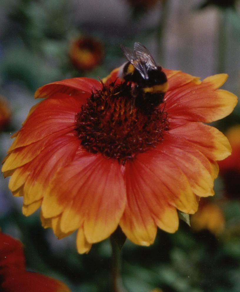 Kokardenblüte mit Hummel